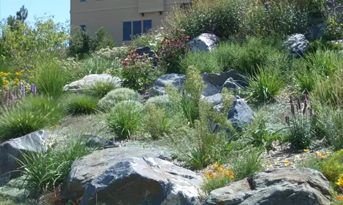 Xeriscaping with native plants